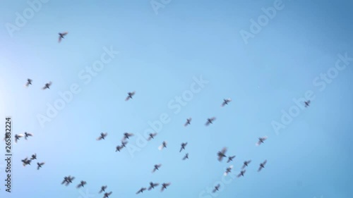 Pigeons fly through the blue sky. They float in swarm in slow motion through the air.