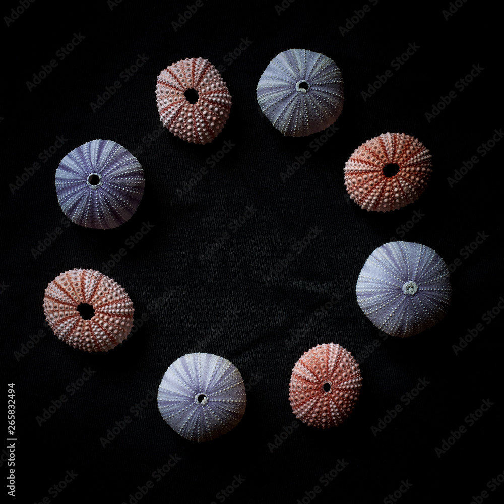 Sea urchins multi coloured on a black background 