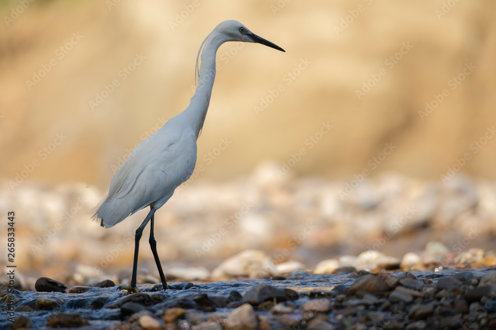 Aigrette Garzette