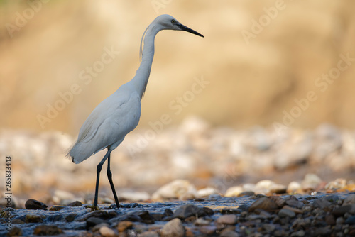 Obraz na płótnie Aigrette Garzette w salonie