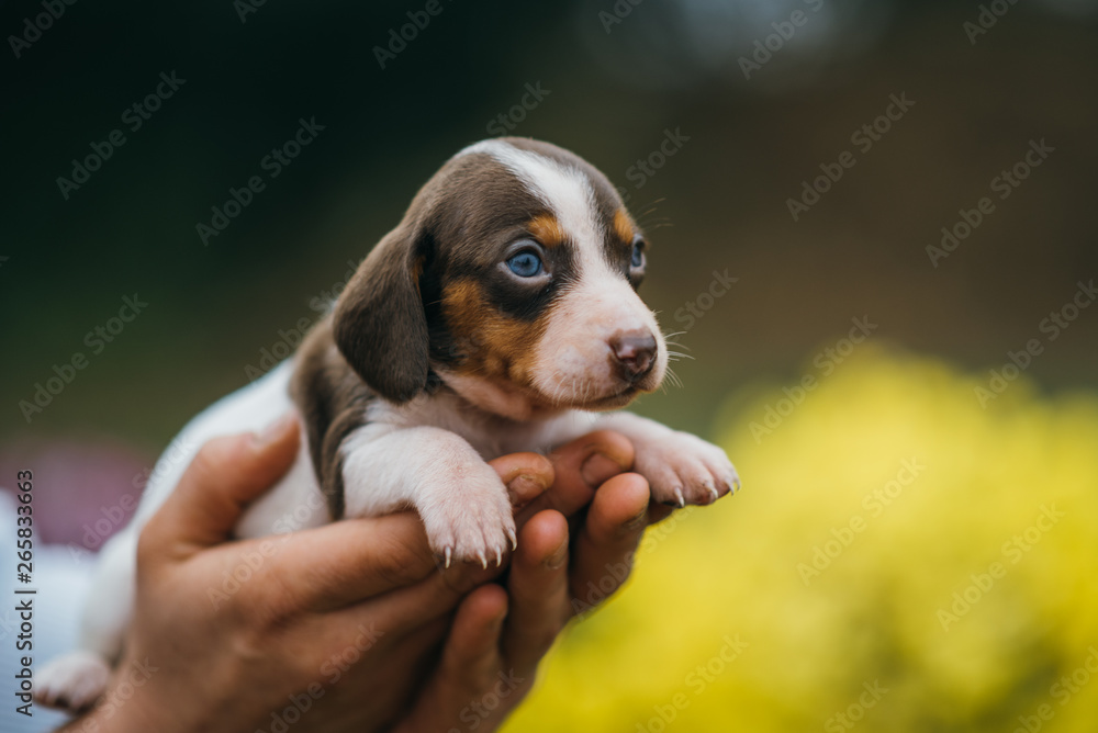 American miniature dachshund