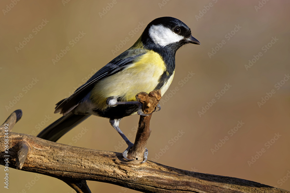 Obraz premium Kohlmeise