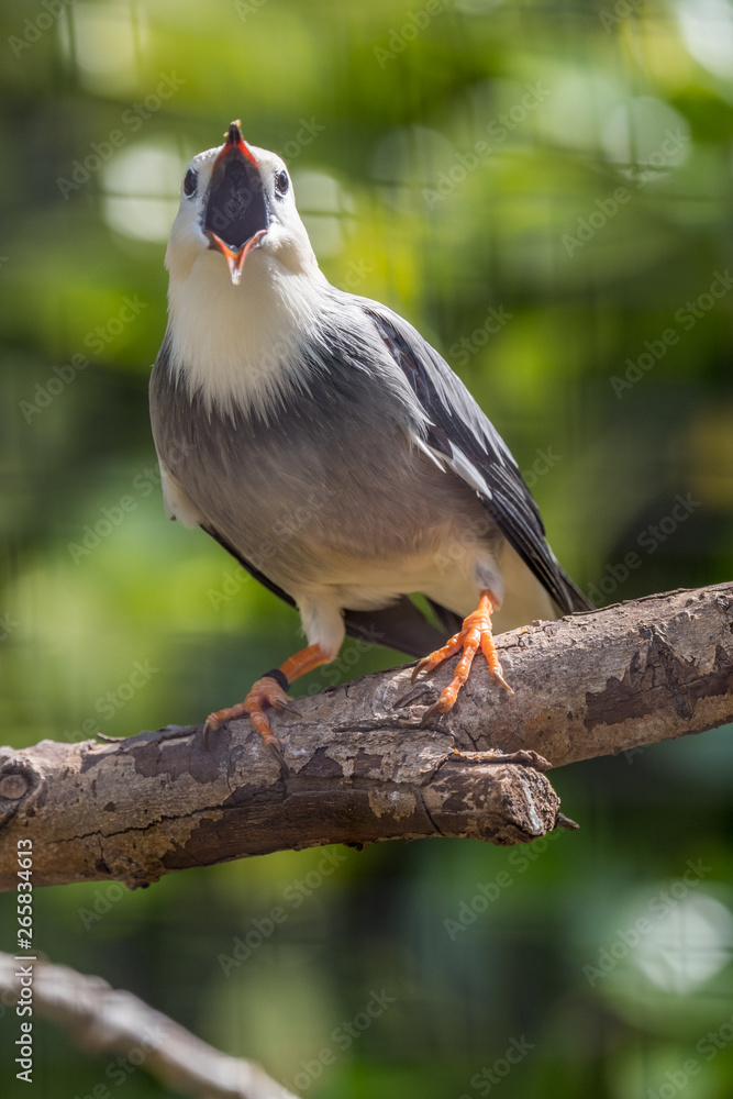 Portrait of a red billed starling standing on a tree branch Portrait of a red billed starling standing on a tree branch