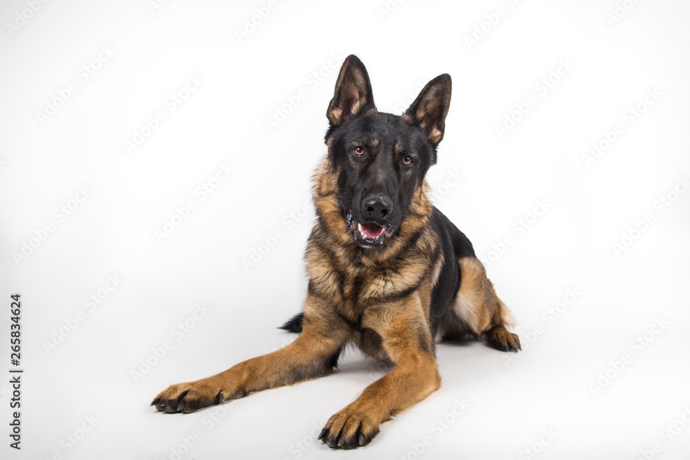 Portrait of a German shepherd on white background Portrait of a German shepherd on white background