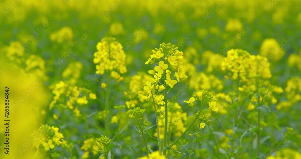 Beautiful blooming rapeseed plants - close-up - camera pan - ProRes Beautiful blooming rapeseed plants - close-up - camera pan - ProRes