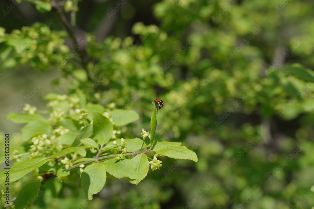 ニシキギの花と葉に集っているてんとう虫 ニシキギの花と葉に集っているてんとう虫