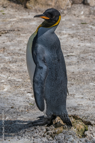 Portrait of a king penguin