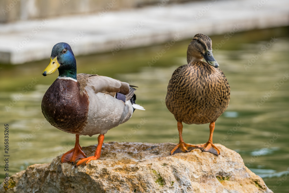 Two Mallard Ducks stood on a rock near the water Two Mallard Ducks stood on a rock near the water