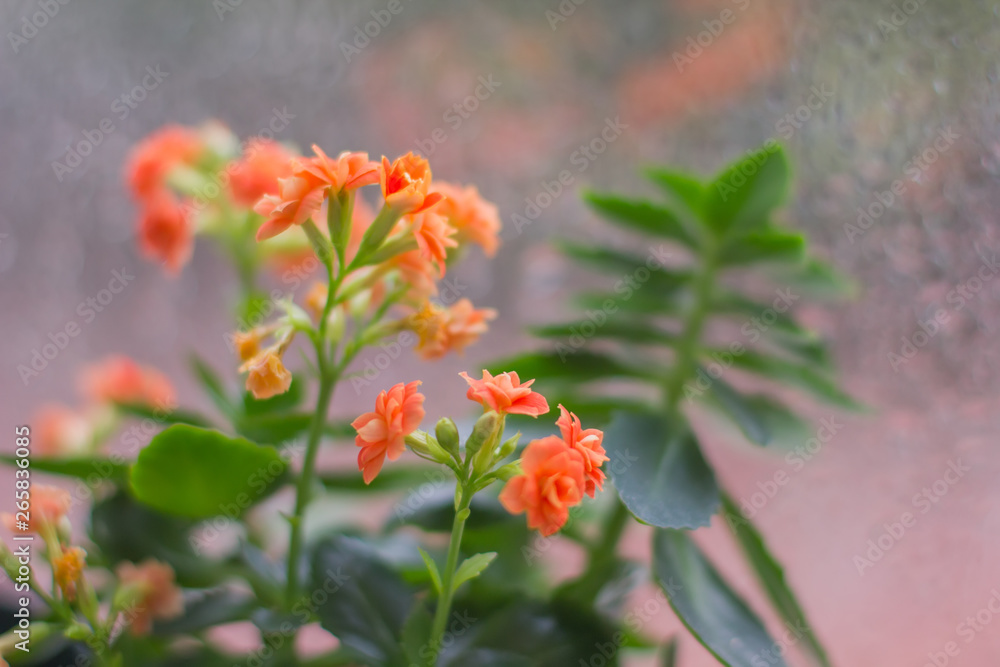 Flowers against a rainy window