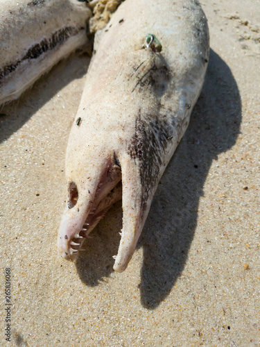 Dead eel in famous Itacoatiara beach, Niteroi, Rio de Janeiro, Brazil.  photo