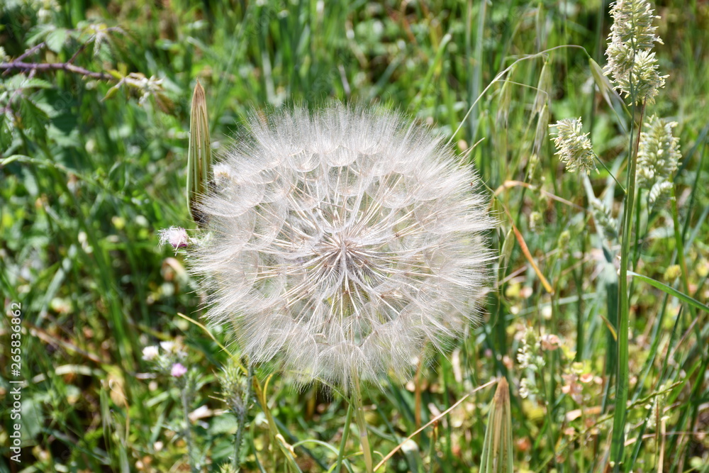 riesige Pusteblume Wiesen-Bocksbart riesige Pusteblume Wiesen-Bocksbart