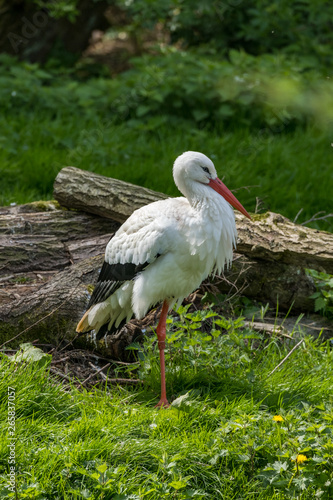 White Stork Portrait with green background in natural habitat