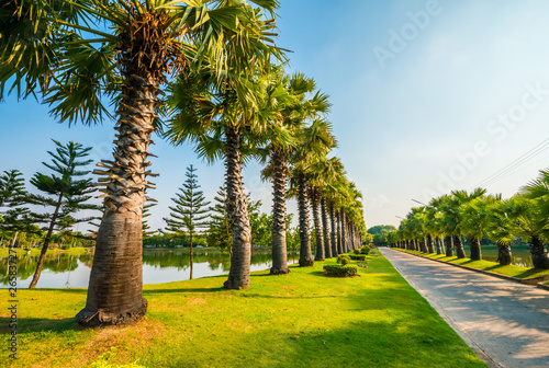 Green of the park near the house.
