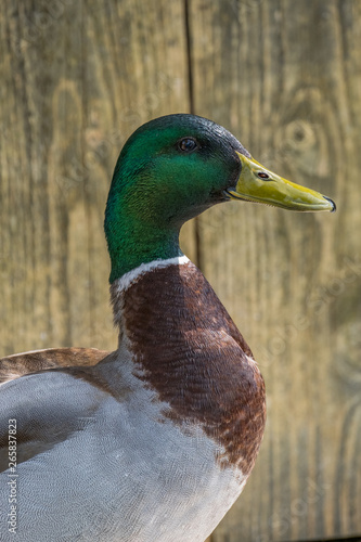 Portrait of a mallard duck
