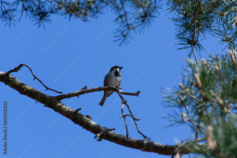 Spatz Spatz
