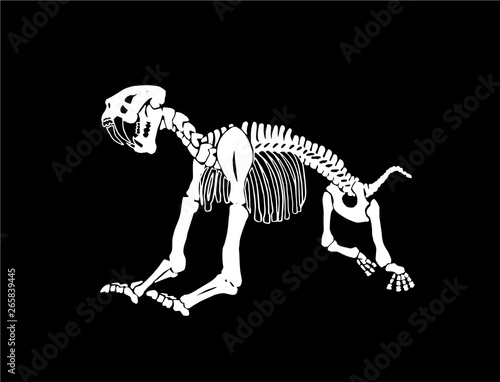 Graphical skeleton of saber-toothed tiger on black background,vector illustration, anthropology