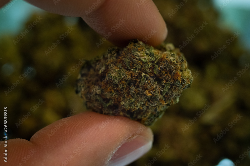 Close up of agronomist is checking a flower of ecological and biological hemp plant used for herbal alternative medicine and cbd oil production. Close up of agronomist is checking a flower of ecological and biological hemp plant used for herbal alternative medicine and cbd oil production.
