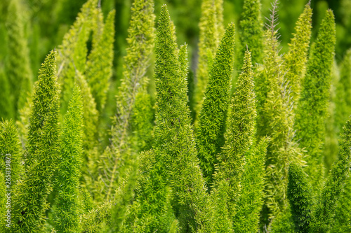 Amazing foxtail fern Asparagus field. Green garden bush