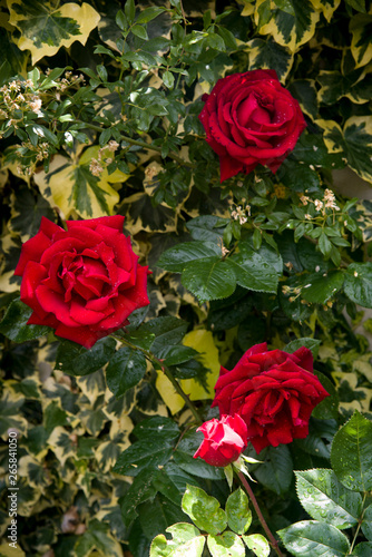 red roses in the garden on greenery