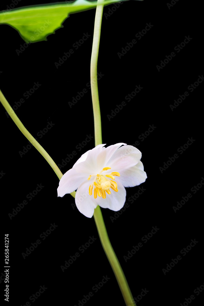 Fototapeta premium Mayapple Wildflower