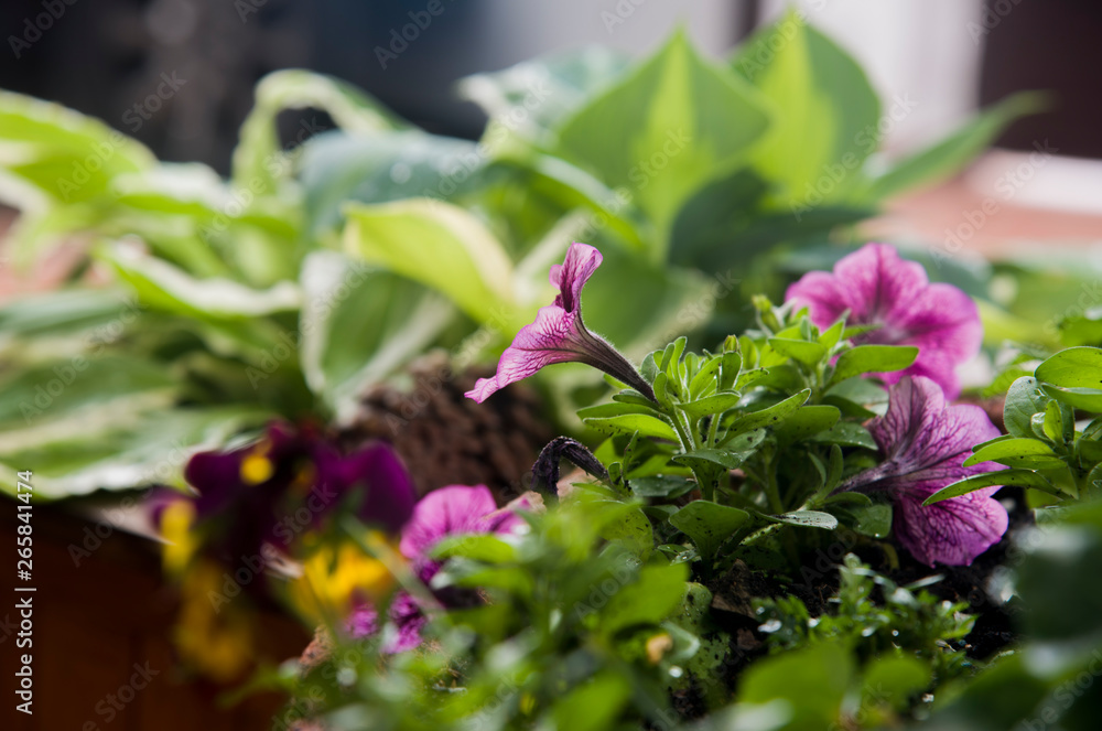 purple petunia on pot in a corner of the garden purple petunia on pot in a corner of the garden