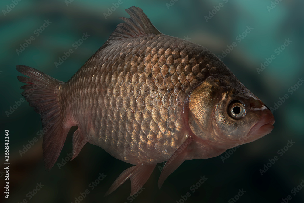Fototapeta premium Live fish crucian on pond