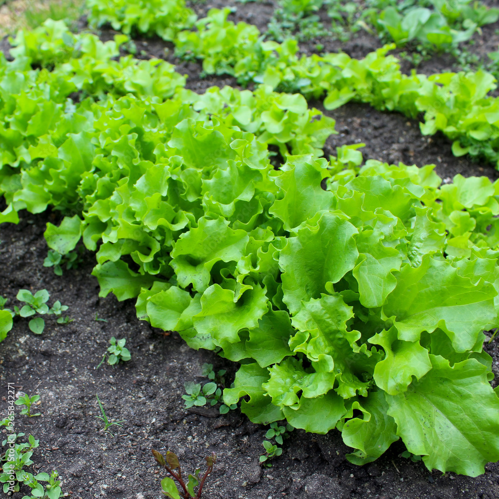 lettuce leaves on a garden bed lettuce leaves on a garden bed