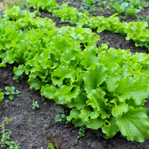 lettuce leaves on a garden bed