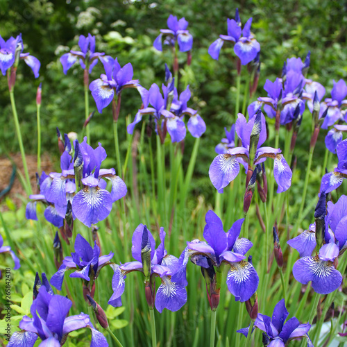 blue irises garden