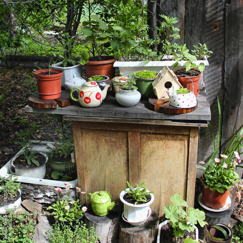 flowers in pots garden photo