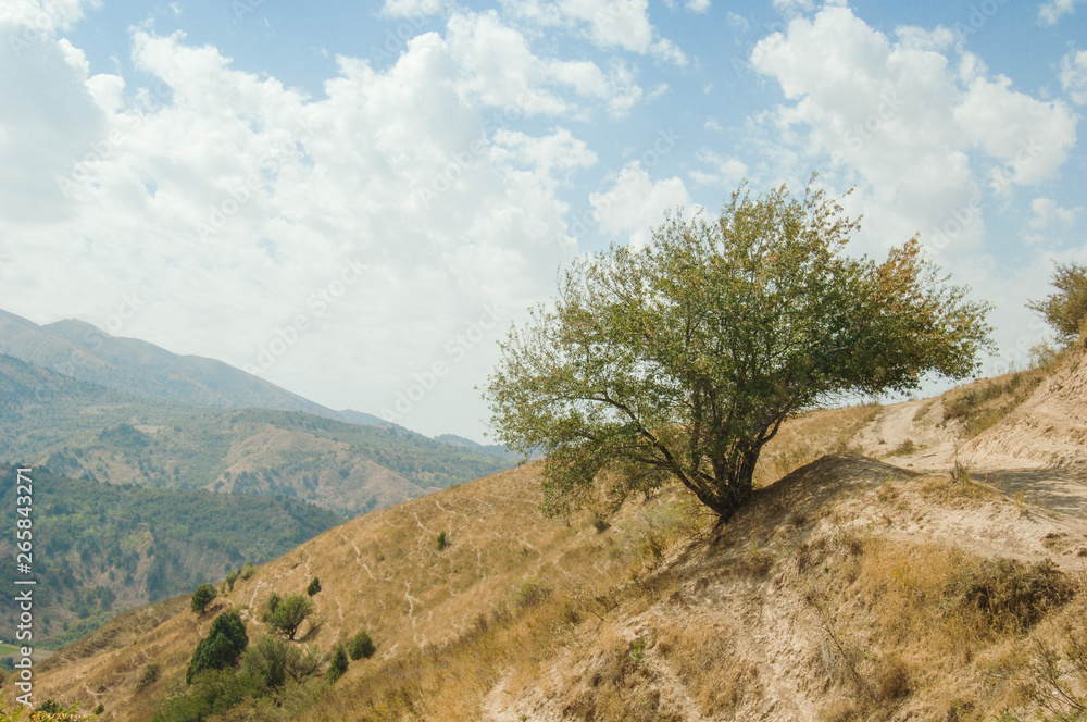 single tree on a hill against mountains and sky. Nature of Central Asia