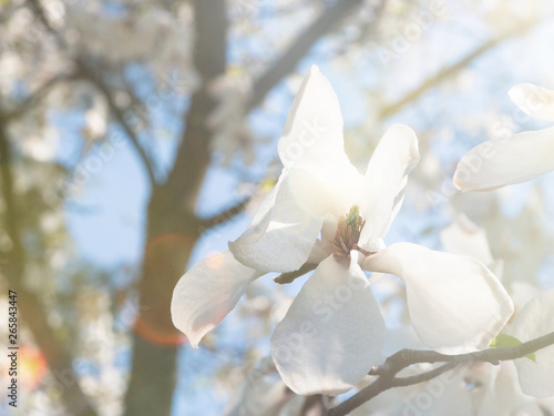 Wallpaper Mural A blooming tree of white magnolia. Background. Free space for text. Sky. Torontodigital.ca