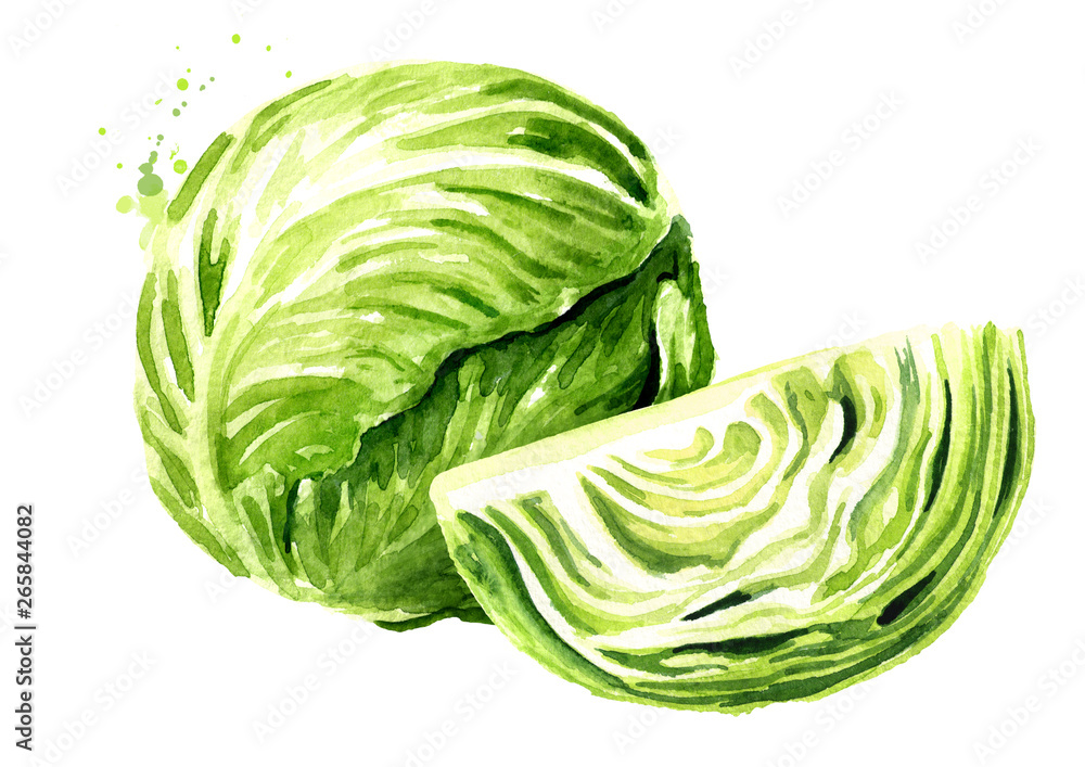Whole cabbage with cutted one. Watercolor hand drawn illustration isolated on white background - obrazy, fototapety, plakaty 