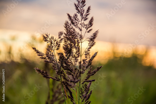 A branch of dry grass at sunset in the field. field plants. Sunset in the field. dry grass © alenka2194