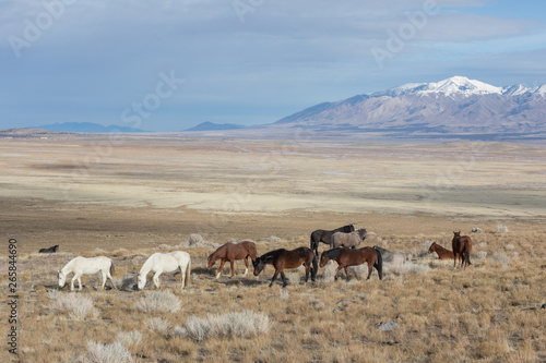 Herd of Wild Horses in the Utah Desert in Winter © natureguy
