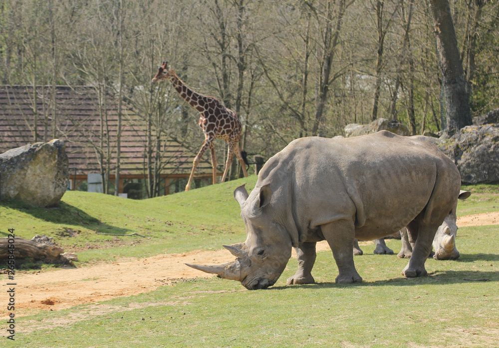 Fototapeta premium Rhinocéros et girafe dans un zoo-5183