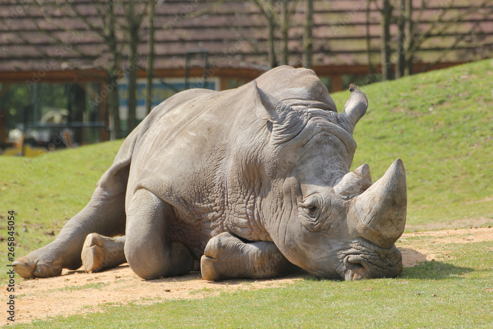 Obraz premium Rhinocéros qui se repose dans un zoo-5185