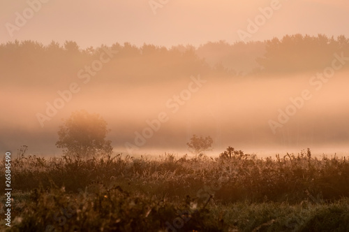 Morgennebel über einem Feld bei Sonnenaufgang © luna