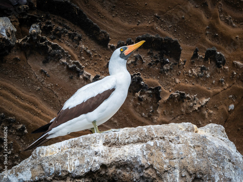 Obraz na płótnie Beautiful Masked Booby bird resting on shore near Isabela Island in Galapagos Islands, Ecuador w salonie