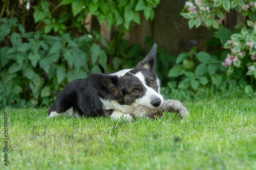 Welsh Corgi Cardigan tricolor with brindle points