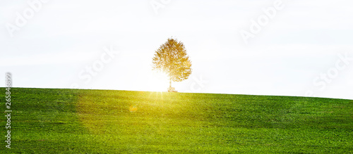 Baum mit Bank im gegenlicht