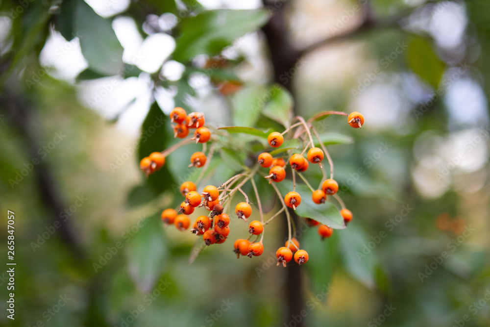 Macro Pyracantha berries on branch with leaves