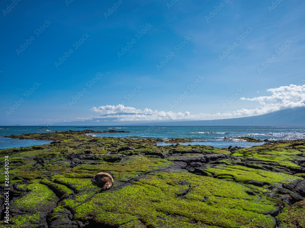 Beautiful shoreline scenery of Fernandina Island, Galapagos, Ecuador