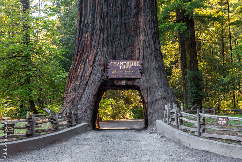 Chandelier Drive-Through Tree, Leggett, Northern California, USA