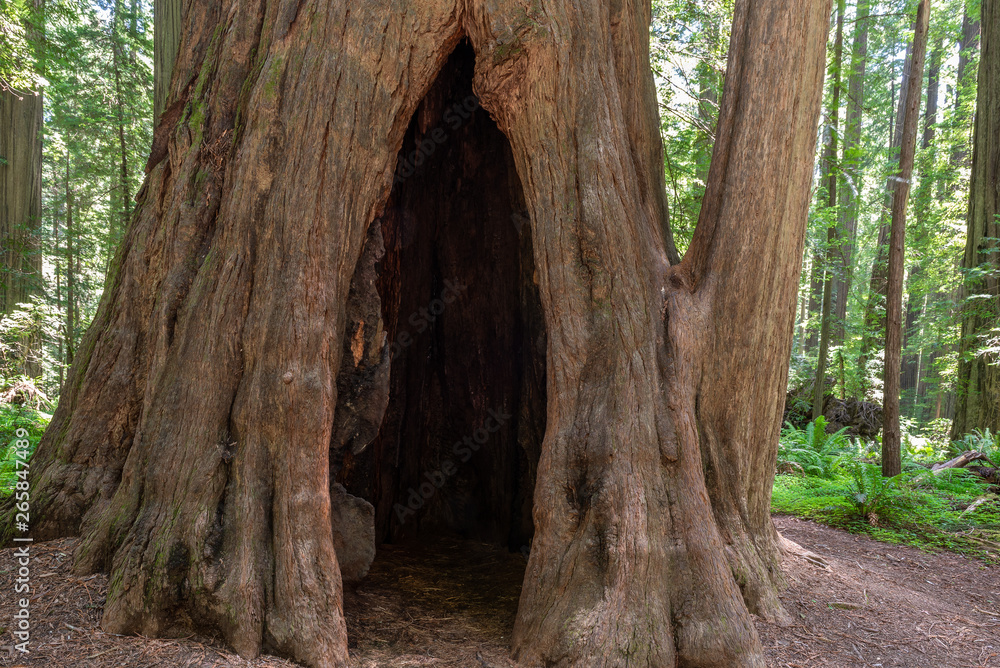 Founder's Grove in Humboldt Redwoods State Park, California, USA Founder's Grove in Humboldt Redwoods State Park, California, USA