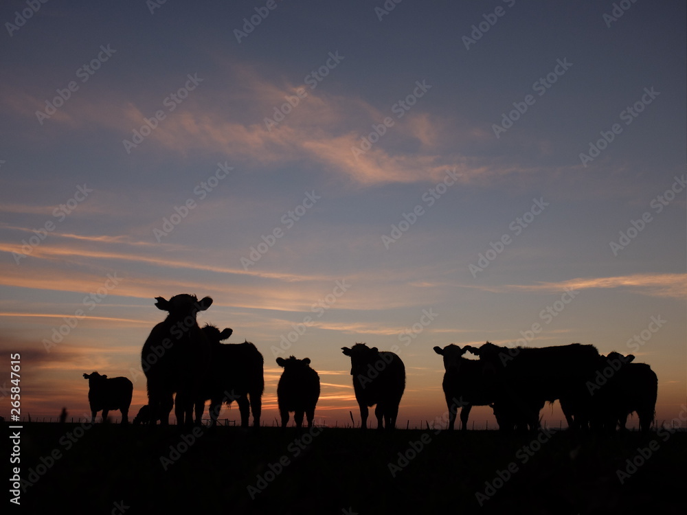 Cows Sunrise