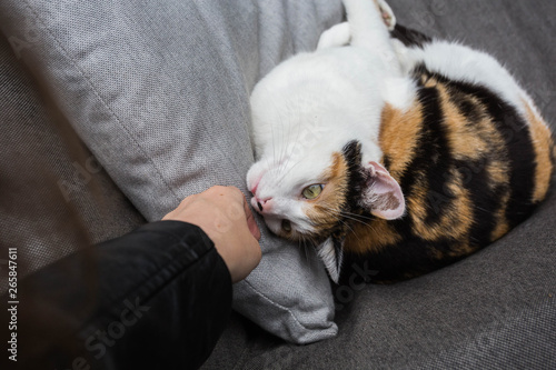 Hand of person stroking a cat lying on the sofa
