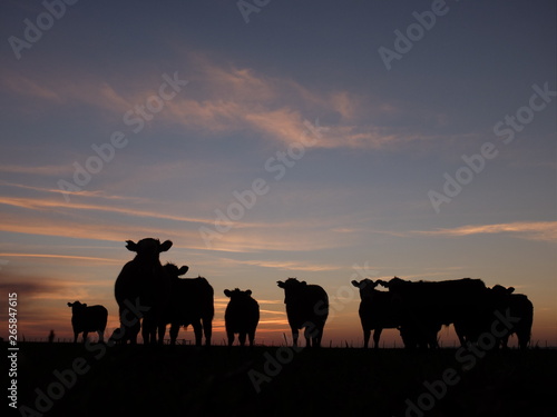 Cows Sunrise © WARTENBERG