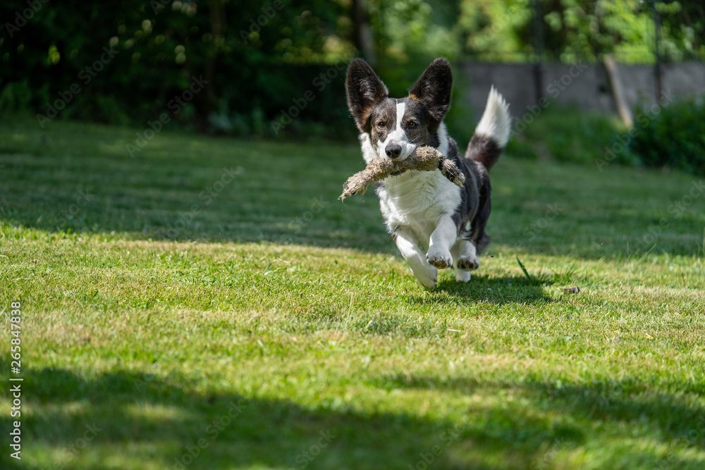 Welsh Corgi Cardigan tricolor with brindle points, running in garden