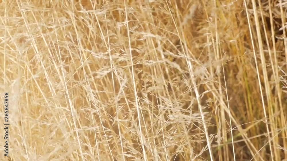 Macro shot of tall thin golden yellow spikes lit by the sun moving in the wind on the field Macro shot of tall thin golden yellow spikes lit by the sun moving in the wind on the field